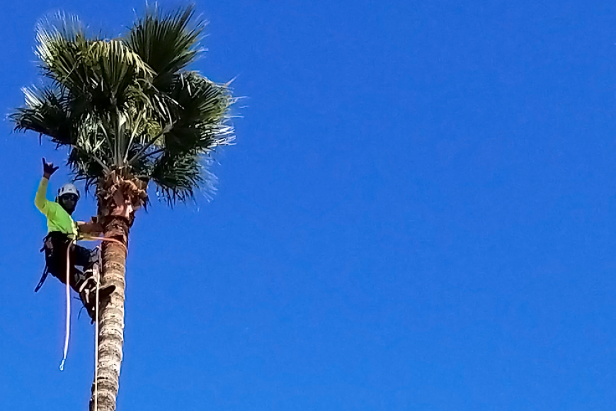 What month do you trim palm trees?