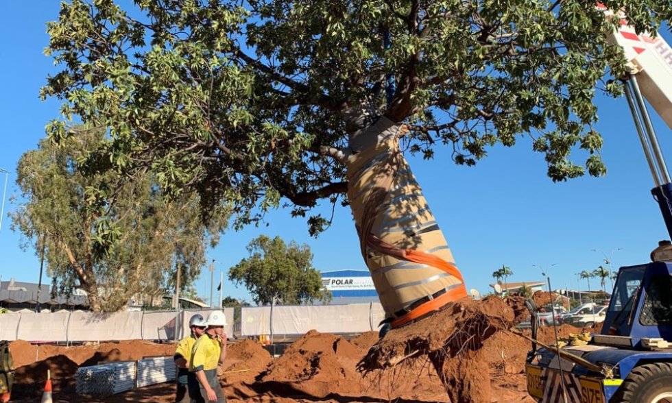 Guide on Tree Transplantation