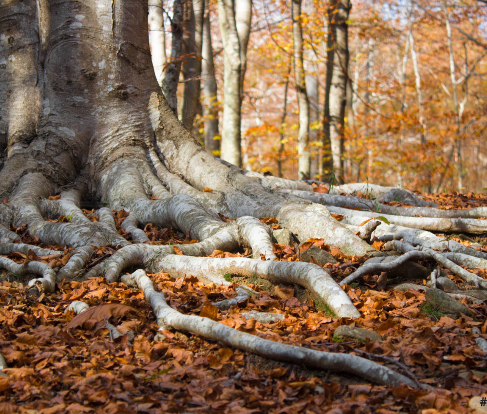 root-pruning-trees