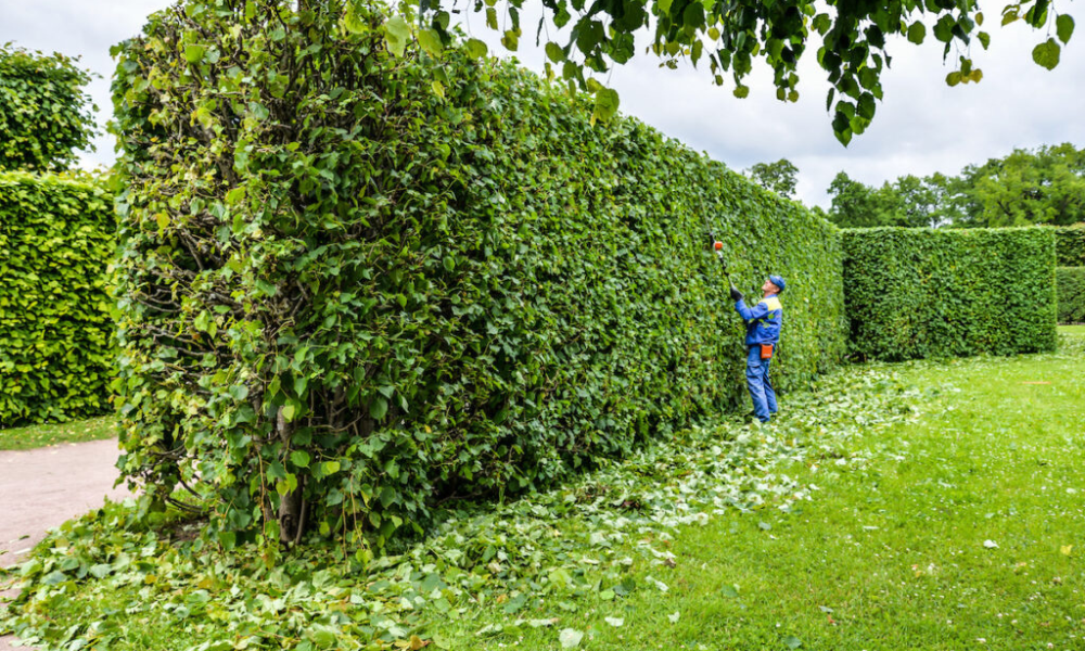 Things You Need to Know in Tree Hedge Trimming