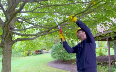 5 Reasons Why Regular Tree Pruning is a Must for Your Yard’s Health and Beauty