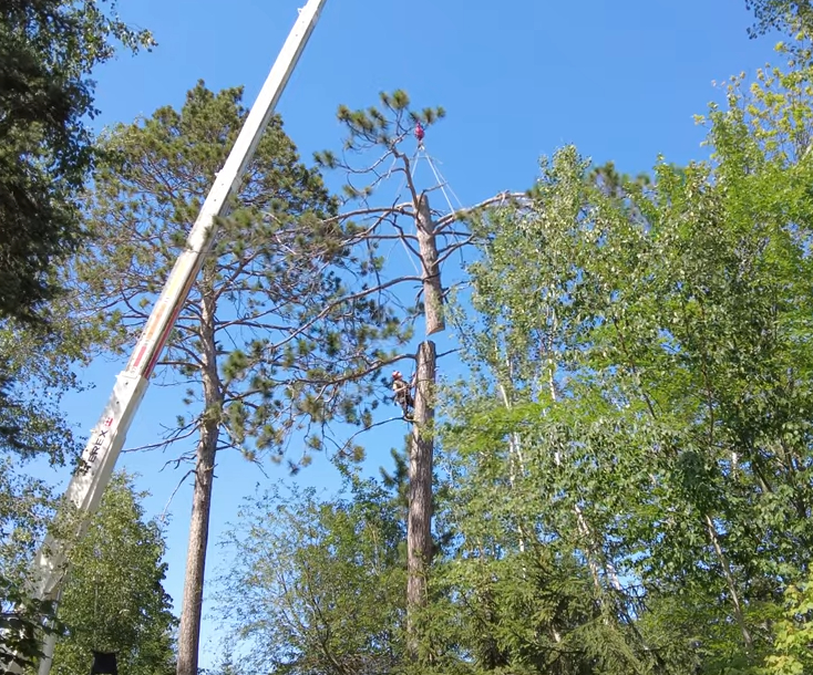 Different Methods Of Tree Removal