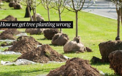 5 Common Tree Care Mistakes Homeowners Make