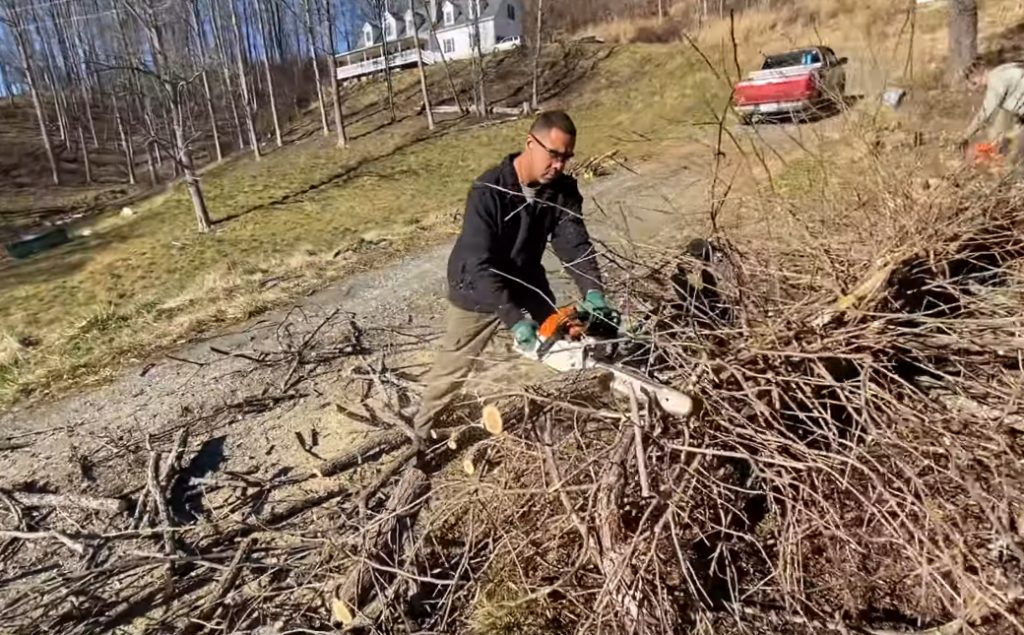 Removing A Dead Tree And A Living Tree