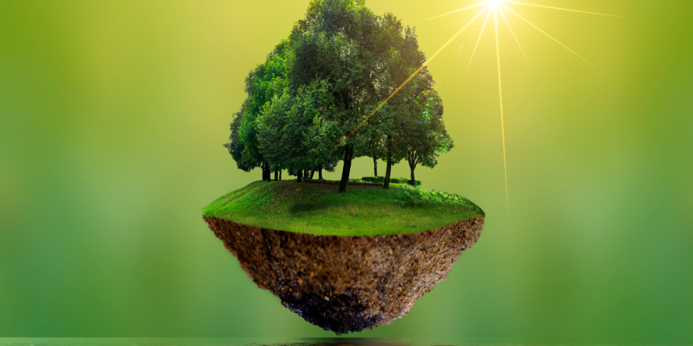 The Role Of Trees In Water Conservation: Managing Stormwater Runoff